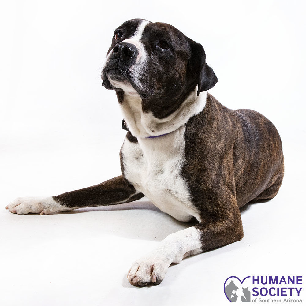 Adopt a friend: Dex